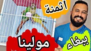 أجي تعرف أتمن ديال ببغاء مولينا🦜زوج ببغاء مولينا للبيع تمن جد موناسب #moshab_vlog #سوق_قريعة_للطيور