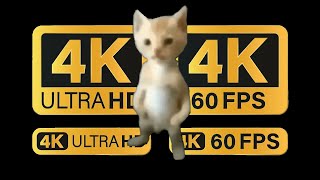 Dudul cat meme 4K 60FPS REMASTERED EDITION #shorts