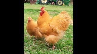 Golden Buff Breeding Golden Buff Chicken Most Popular Breed #viralyoutubevideos