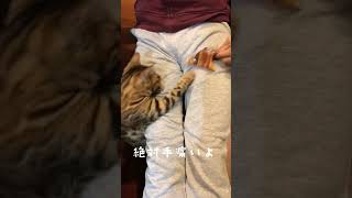 飛び出す猫の手