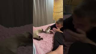 Маленький драчун  😁#шортс #cat #топ #юмор #прикол #котик#котенок