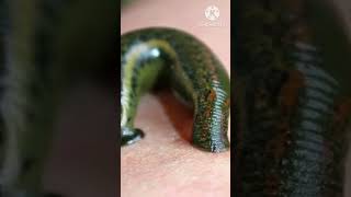 jok leech   जोक लीच      #facts #sciencefacts #animals #sciance #shorts #short