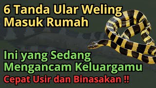 Jika Ada Ular Weling Masuk Rumah, Artinya Ada 6 Pertanda Ini yang Mengancam Keluargamu, Waspada !!