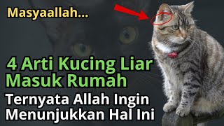 Jangan Diusir !! Ternyata Kucing Liar Masuk Rumah Membawa 4 Pertanda Ini, Masyaallah...