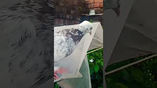 Pigeon video#viral#YouTube short video#subscribe this please challenge guys ♥️🥺