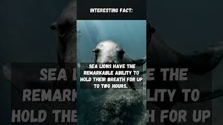 Breath-Holding Champions: The Incredible Ability of Sea Lions! | #interestingfacts