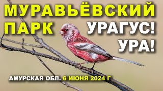 Муравьёвский парк. Ура! Урагус. 2/3. 6 июня 2024 г.