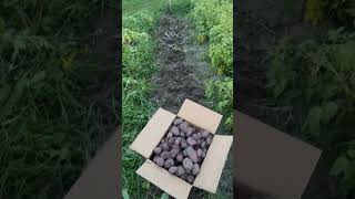 A million uses for a diaper box 😂 potato harvesting #farmliving #homestead #potato