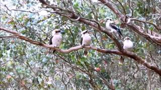 Kangaroo and Kookaburra Feedings at St Andrews Dec 2013