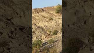 #viral #hunting #trending #shorts #MountainHunting: Trapped Among Pheasants! #mountains #villagelife