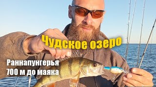 Окунь на воблеры . Чудское озеро 2024 ,