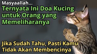 Masyaallah... Inilah Doa Kucing untuk Orang yang Mau Merawatnya, Jangan Lagi Membenci Kucing