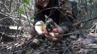 Funghi e Vipere  di Novembre