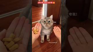 Ultimate cat and dog videos funny pets 😄 🤣 #funny #trynotolaughchallenge #funnyvideos #trending