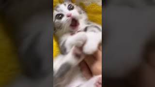 Gemoy Imut #hewan #kucinglucu #cat #cats #catlover #catvideos #catshorts #catsfunnyvideos