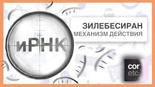 Забыть об артериальном давлении на полгода? Зилебесиран.