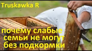 #Пчёлы.  В августе слабые семьи сами не смогут приготовиться к зиме. Их нужно кормить обязательно.