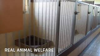 USDA Licensed Kennel - Episode #5