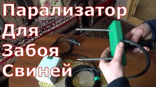 Как сделать парализатор для забоя свиней