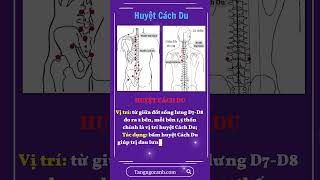 Huyệt CACH DU Vị Trí và Ứng Dụng Trị Liệu