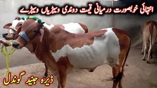 Ablak Print Very Beautiful 2 Teeth Cows And Bulls || Dera Junaid By My Life Channel