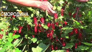 Смородина красная и чёрная. Ягоды и саженцы. Хозяйство Crimea.Malina. Крым