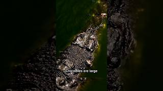 Crocodiles: The Ultimate Predators