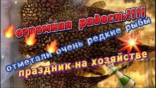 ОГРОМНАЯ РАДОСТЬ НА ХОЗЯЙСТВЕ! Отнерестилась ОЧЕНЬ редкая и ценная рыба! Вступайте в телеграм 😄