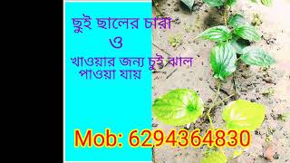 #chui # চুই ঝাল