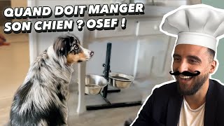 Quand doit manger son chien ? OSEF !!! Fais juste attention aux jeux après manger !