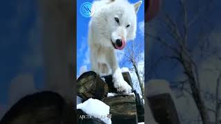 Arctic Wolves: Kings of the Tundra#youtubeshorts #viral #shortsvideo #ytshorts #viral #Arctic Wolves