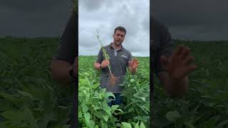 TMG 2379 - Cultivares Agro-Sol 23/24