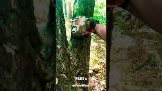 This guy cuts this tree down in a satisfying way using a well known method! part 2 #shorts