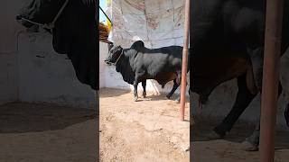 malir mandi karachi cattle ratest update | cow mandi 2024| #shortvideo #cowvideosco