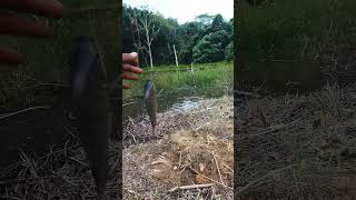 STRIKE NENG NILA dengan joran TERMAHAL 🤣//mancing ikan nila #mancing #shorts #subscribe