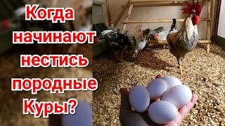 КОГДА СМОГУ ЗАРАБОТАТЬ НА ПОРОДНЫХ КУРАХ❓ЖДУ КОРМУШКУ "ЦЫПА"