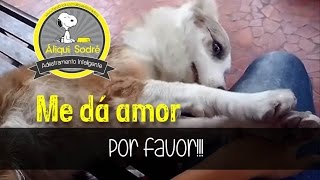 Cachorro pedindo e implorando por amor, não para de pedir carinho!