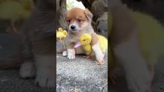 🐕🐥 #like #Subscribe #share #shorts #viral #comment