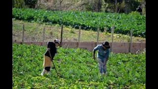 Resiliência do esquecido produtor familiar é apertar no pedacinho de chão um pouquinho de cada coisa