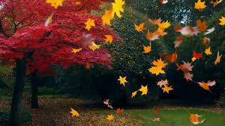 Falling AUTUMN LEAVES - Rest with Peaceful Music with Fall Ambience