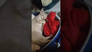 GLIDEY IS RELAXING #catlovers #catvideos