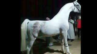 حرارة الخيل خيل عربي