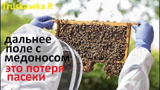 #Пчёлы. Поле с медоносом от пасеки 4 км. Принесут ли пчёлы #мёд? И почему это обернётся катастрофой