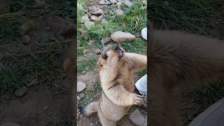 Adorable Himalayan Marmot Opens Its Arms for a Big Hug#cutemarmot #cuteanimals #marmot #marmotta