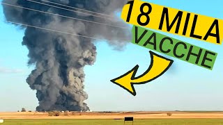 Texas: INCENDIO in una stalla con 20MILA vacche