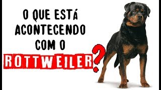 O que está acontecendo com a raça Rottweiler? | Dogs etc