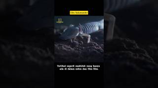 Olm Salamander, hewan yang tidak suka dengan sinar matahari? #hewan #shorts #video