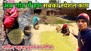 अब गांव में हम सबका स्पेशल काम  |  महुआ चुनते-चुनते परेशान | Village Lifestyle Vlogs