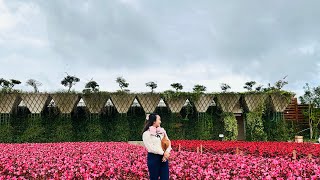 Colorful Flower Garden in Da Lat, Vietnam: Puppy Farm and Flower Garden