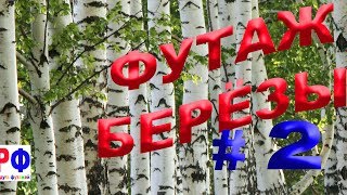 Футаж  Белые березы#2  Для видео к Дню  Святой Троицы